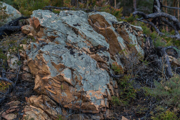light blue green rough moss on texture stones in the grass in forest