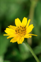 Close-up of yellow flower.
