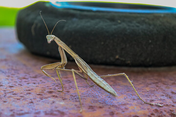 Praying Mantis on Rust