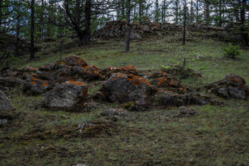 orange red rough moss on gray textured stones in green grass, in Baikal forest