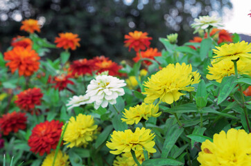 Multicolored mix of zinnia elegans or graceful zinnia.
