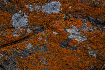 orange red rough moss on a gray stone with cracks, textured pattern