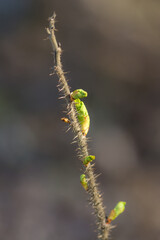 branch of wild rose
