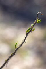 wild rose with green buds