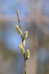 willow branch in spring