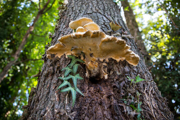 White Tree Fungus (Horizontal)