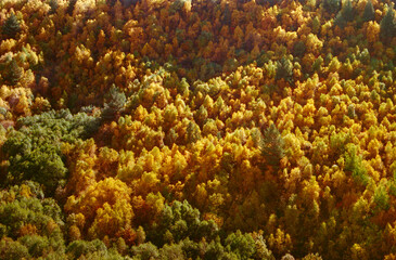 Panoramic view of the autumn forest near the city of Mestia in Georgia. Real grain scanned film.