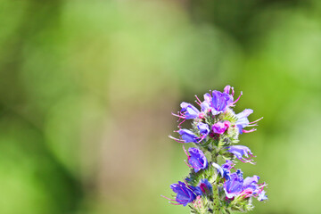 Blue melliferous flowers - Blueweed (Echium vulgare). Viper's bugloss is a medicinal plant. Macro.