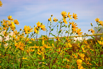 Bright yellow flowers of Jerusalem artichoke on a background of blue sky. Selective focus.
