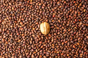 One walnut among many cedar nuts in the shell. Concept of uniqueness and individuality. Don't be afraid to be different and succeed