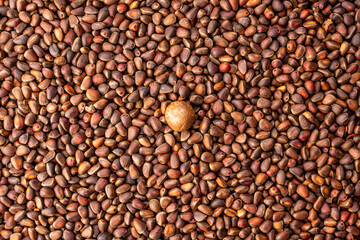 One macadamia nut among many cedar nuts in the shell. Concept of uniqueness and individuality. Don't be afraid to be different and succeed