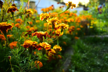 flowerbed with marigolds at sunset