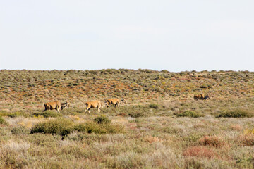 herd of deer