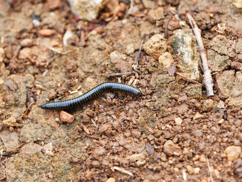Tachypodoiulus niger | Iule, un mille pattes au corps cylindrique brun noir et brillant compos&eacute; de nombreux anneaux et une t&ecirc;te portant deux petites antennes