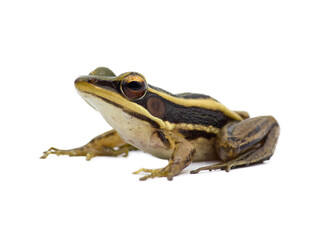 Close up a frog on isolated white background