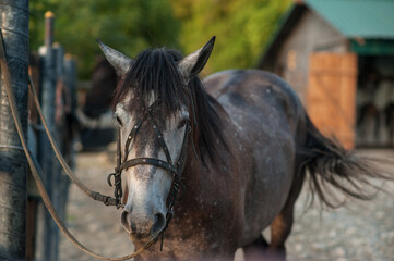 horse portrait. horse in nature. farm horse