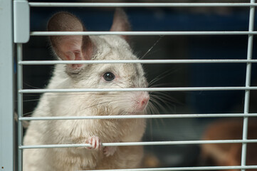 portrait of a white chinchilla in a cage