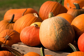 Obraz premium Kürbis, Heloween, Kürbissuppe, alle Kürbisarten