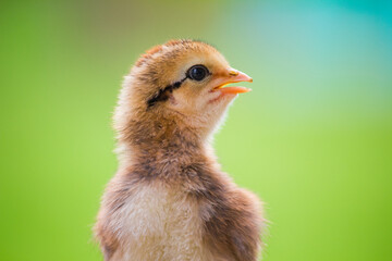 Close up little chicken or chick on the natural background