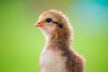Baby chicken on the farm 