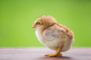 Little chicken on natural background