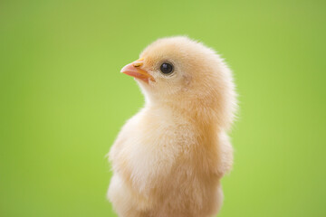 Close up a yellow chick on natural background