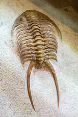 Fossil of Trilobite (Paraceraurus exsul).