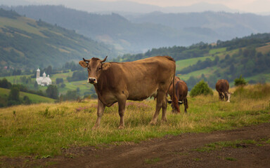 Cow in an Alpine meadow. Melchsee-Frutt, Switzerland