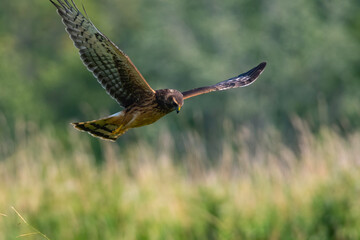 Female Northern Harrier Flying over Marsh