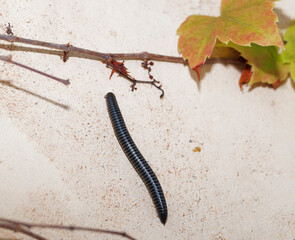 Iule ou Tachypodoiulus niger