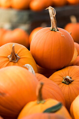 Kürbis, Heloween, Kürbissuppe, alle Kürbisarten