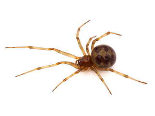 Triangulate cobweb spider isolated on white background, Steatoda triangulosa