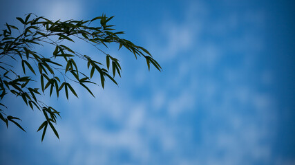 アナモルフィックレンズで撮影した映画のようなシネマスコープの写真