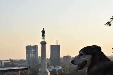 Belgrade park at dusk and dog
