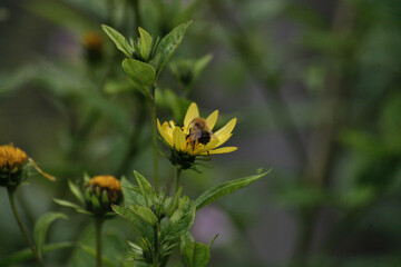 bee on yellow flower