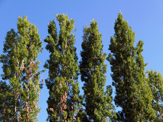 chiome degli alberi contro il cielo blu