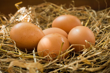 Close up eggs in the nest
