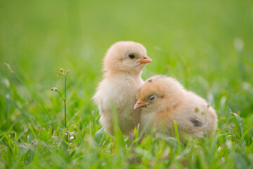 Little chicken in grass 