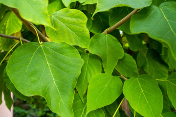 Trumpet Tree Leafs
