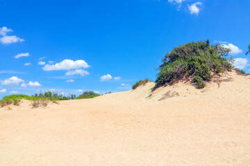 sand dunes covered with greenery against a blue sky