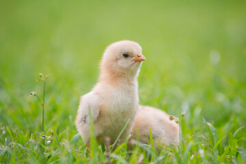 Two baby chicken in grass