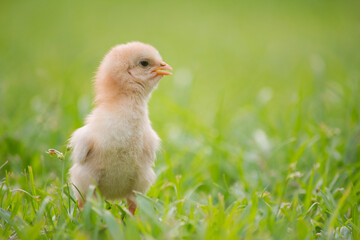 Chick or yellow chicken in grass