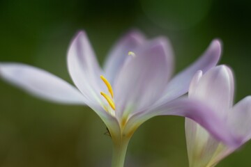 Fototapeta premium The Tender Beauty Of Autumn Colchicum-Crocus In the Czech Forest.
