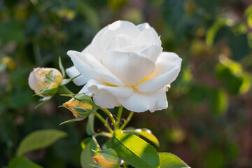 Obraz premium White Rose 2 