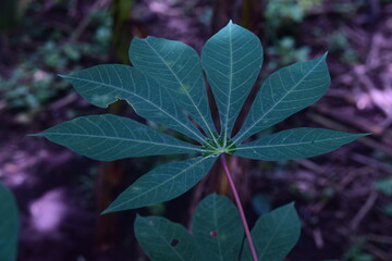 Plant backgrounds with the veins of their leaves. Some have raindrops. Images that bring you peace and connect you with nature.