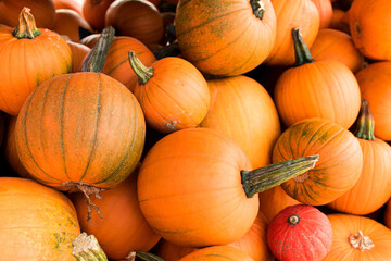 Kürbis, Heloween, Kürbissuppe, alle Kürbisarten