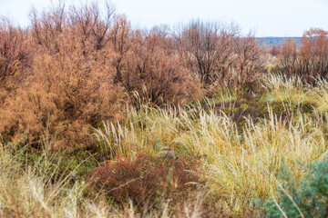 meadow in autumn