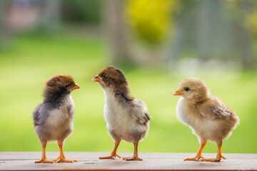 Close up three friends of three little chicken on the farm