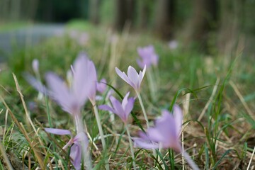 Fototapeta premium The Tender Beauty Of Autumn Colchicum-Crocus In The Czech Forest.