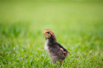 Chicken on grass